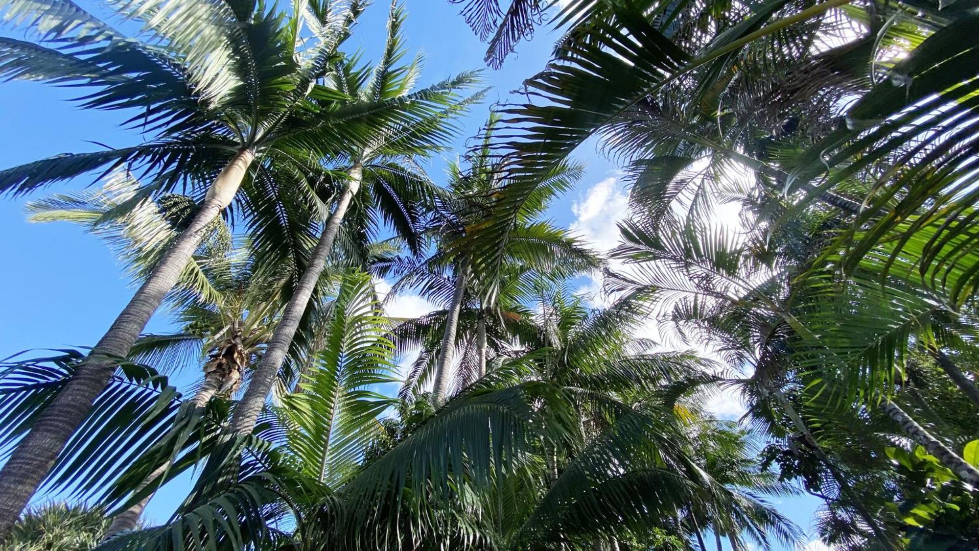 Coliver - Coliving A La Reunion Saint Pierre Ngoại thất bức ảnh