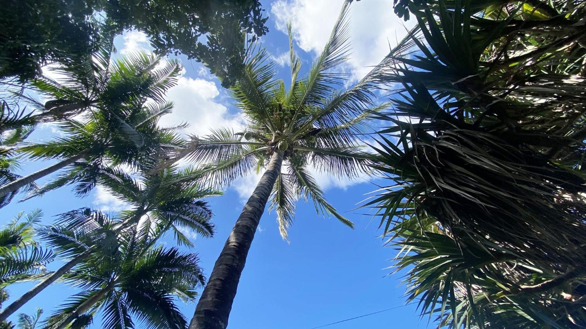 Coliver - Coliving A La Reunion Saint Pierre Ngoại thất bức ảnh